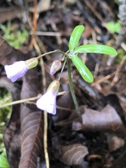 Cardamine nuttallii