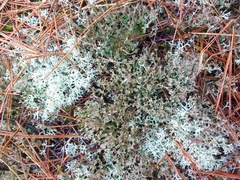 Cladonia multiformis