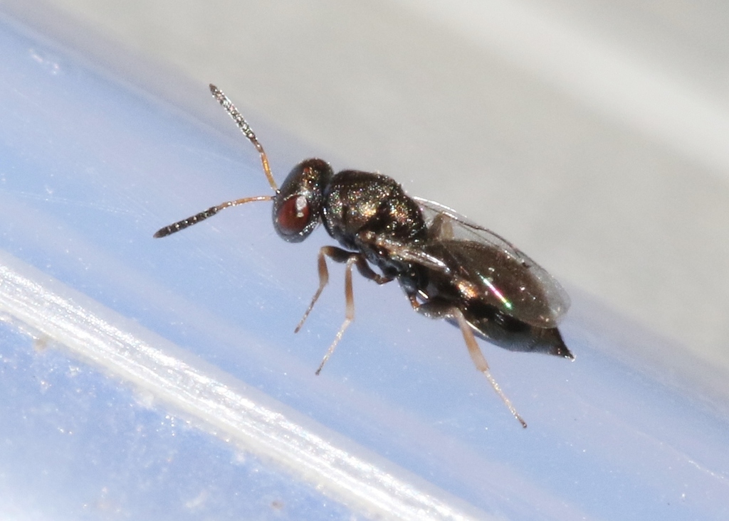 Anisopteromalus calandrae