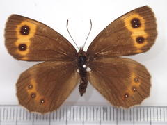 Erebia niphonica
