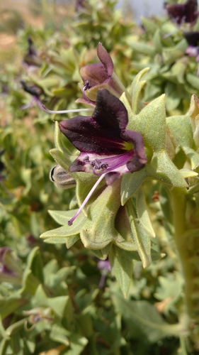 Egyptian henbane