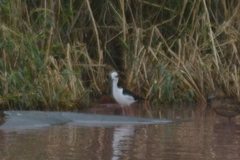 Himantopus mexicanus