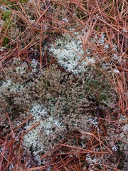 Cladonia multiformis