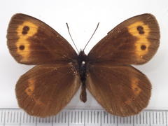 Erebia niphonica