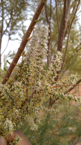 Tamarix boveana