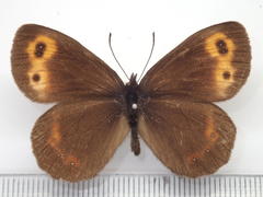 Erebia niphonica