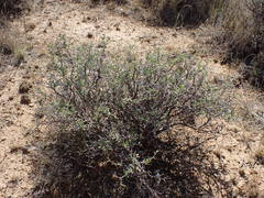 Mestoklema tuberosum