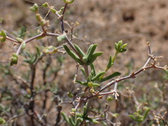 Mestoklema tuberosum