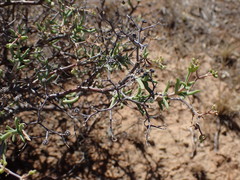 Mestoklema tuberosum