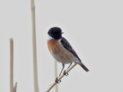 Saxicola maurus