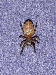 Semiopyla cataphracta