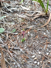 Chiloglottis reflexa