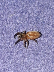 Semiopyla cataphracta