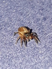 Semiopyla cataphracta