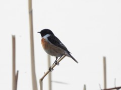 Saxicola maurus