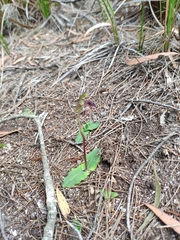 Chiloglottis reflexa