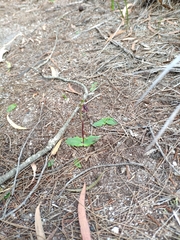 Chiloglottis reflexa