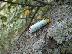 Callosamia promethea