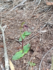 Chiloglottis reflexa