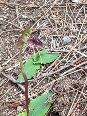 Chiloglottis reflexa