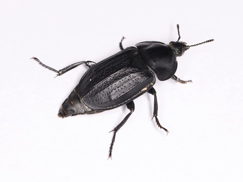 Silpha olivieri