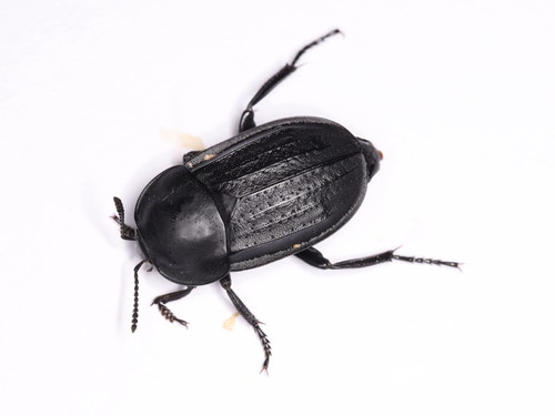 Silpha olivieri
