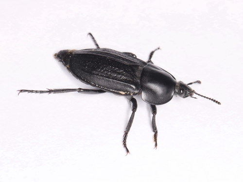 Silpha olivieri
