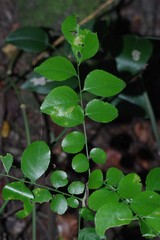 Clausena anisata