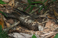 Silky-Tailed Nightjar photo 5