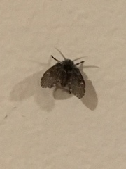 Clogmia albipunctata