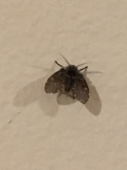Clogmia albipunctata