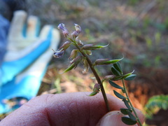 Astragalus distortus engelmannii