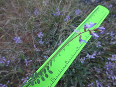 Astragalus distortus engelmannii