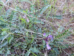 Astragalus distortus engelmannii
