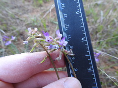 Astragalus distortus engelmannii