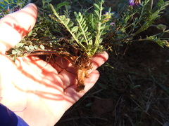 Astragalus distortus engelmannii
