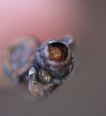 Andricus mamillaformis