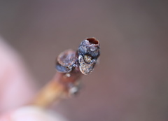 Andricus mamillaformis