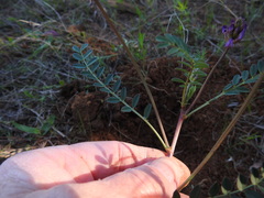Astragalus distortus engelmannii