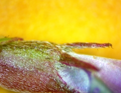 Astragalus distortus engelmannii