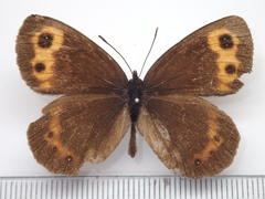 Erebia niphonica