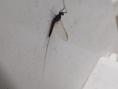 Leptophlebia cupida