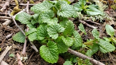 Zitronenmelisse (Melissa officinalis): Herkunft und Verwendung — Foto 2