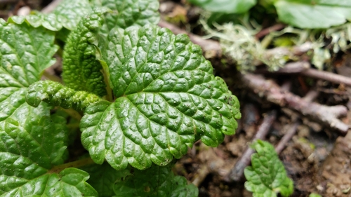 Melissa officinalis