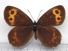 Erebia niphonica