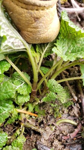 Melissa officinalis