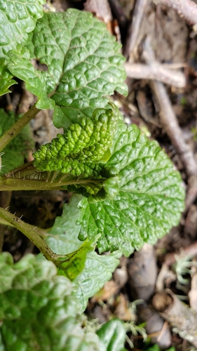 Melissa officinalis