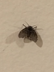 Clogmia albipunctata