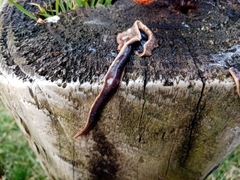 Arthurdendyus triangulatus