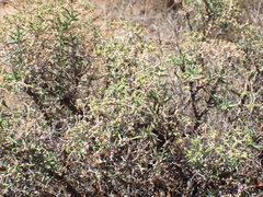 Mestoklema tuberosum